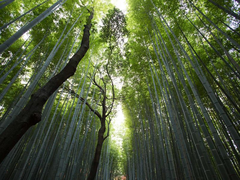 数据大屏<br>可视化报表与趋势分析
